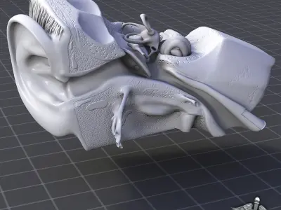 Ear Anatomy 3D model