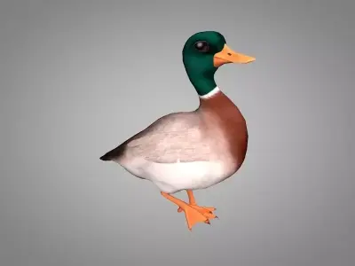 Duck or Drake Low-poly 3D model