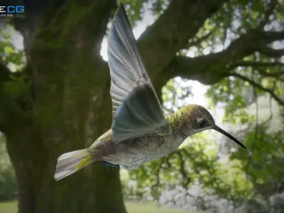 Hummingbird Animated Unity Low-poly 3D model