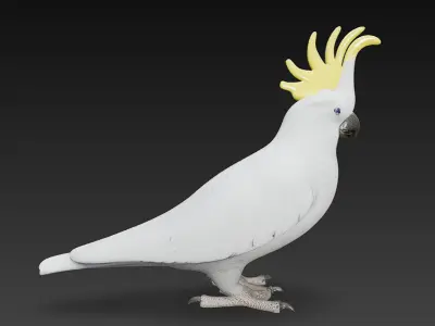 Cockatoo Parrot 3D Model Basic - Low Poly Simple Low-poly 3D model
