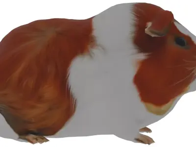 Abyssinian guinea pig Low-poly 3D model