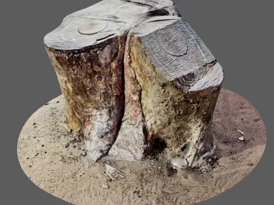 Tree Trunk for 3d Model - 3d Scan 3D model