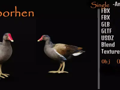 Moorhen Water Bird Low-poly 3D model