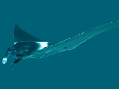 Sea Creature Pack Low-poly 3D model