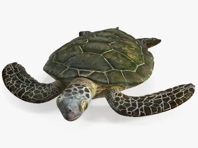 Realistic Sea Turtle Rigged for Cinema 4D 3D model
