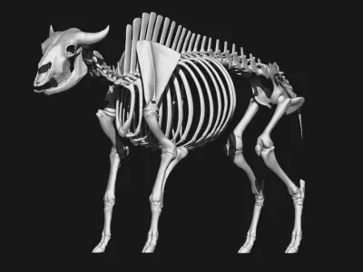 Bison skeleton 3D model