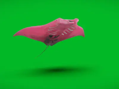 Pink Manta Mobula Ray Low-poly 3D model