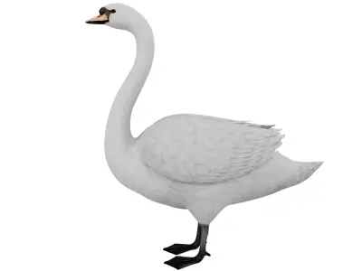 Swan Bird 3D model