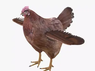 Chicken bird rigged 3d model Low-poly 3D model