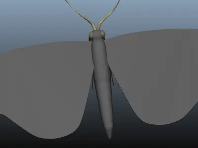 Moth Insect 3D model