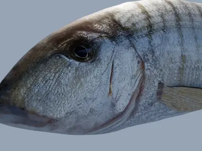 Mormyrus Photorealistic  sea fish Rigged Animated Low-poly 3D model