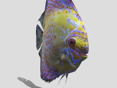 Rigged and Animated Sweetwater Discus Fish - 3D Model Low-poly 3D model