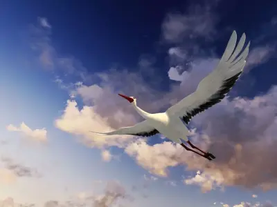 Stork animation Low-poly 3D model