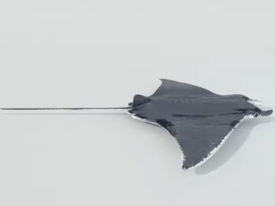 Manta Ray Low-poly 3D model