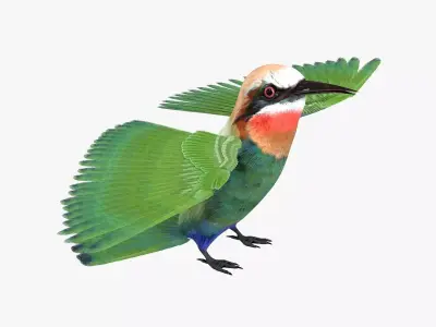 Bee Eater bird rigged 3d model Low-poly 3D model