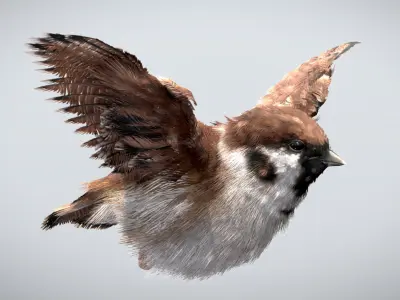 Eurasian Tree Sparrow 3D model