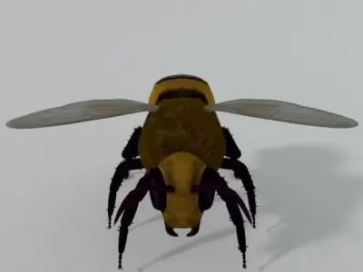 African Bee Low-poly 3D model