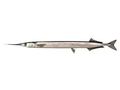 Garfish Sea Needle Fish Belone Belone 3D model