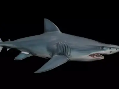 Shark With scars Low-poly 3D model
