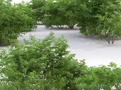 Sambucus nigra 03 3D model