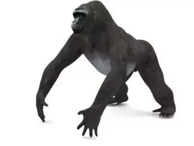 GORILLA 3D model