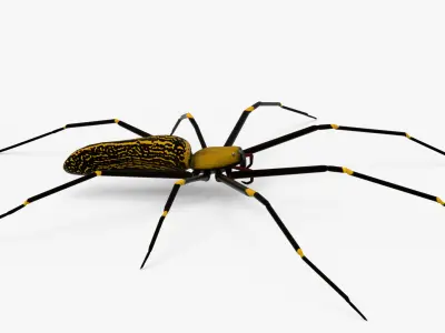 Goldern Web Spider Low-poly 3D model