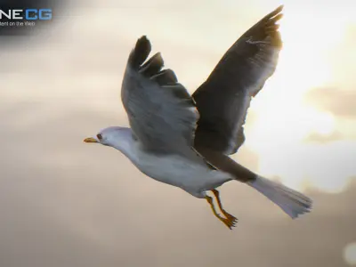 Animated Seagull Unity Low-poly 3D model
