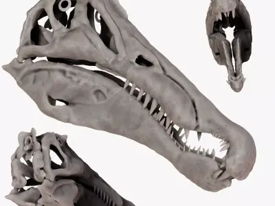 Spinosaurus 2020 version Skull Set Skeletons Sculpt Project 3D model