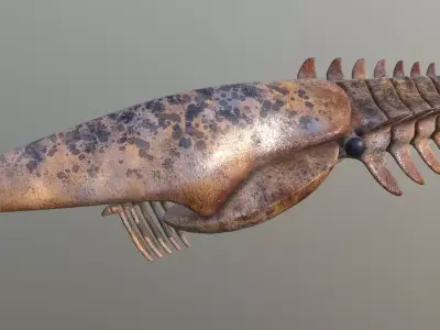 Aegirocassis benmoulae 3D model