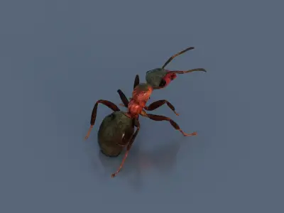 Red Ant Low-poly 3D model