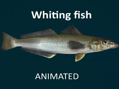 Whiting fish Animated 3D model
