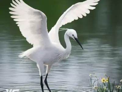 Egret Animated VFX Grace 3D model