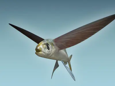 Atlantic Flying Fish 3D model