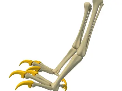 Skeleton of Bald Eagle Claws  3D model