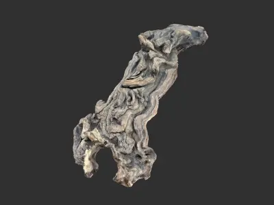 3d scan of the tree trunk 3D model