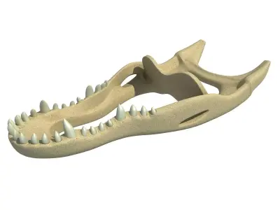 Crocodile jaw 3 3D model