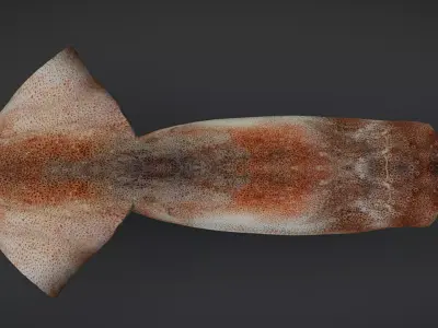 Realistic Flying Squid Animated 3D model