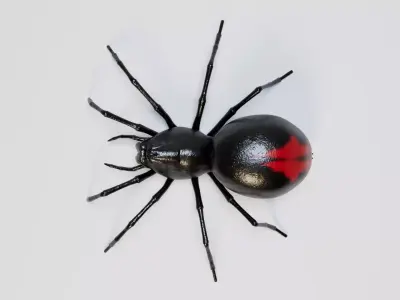Black Spider 3D model