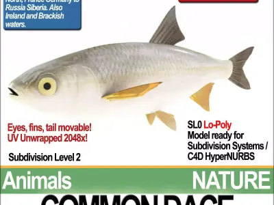 Common Dace 3D model