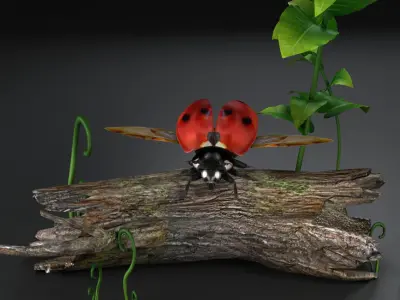 NSECTS ladybugs lady flowers beetles 3D model