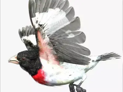 Rose-breasted grosbeak - rigged - animated 3D model