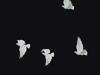 Dove Flock White Bird Animated Swarm Shoal Birds Lowpoly Doves Low-poly 3D model