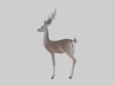 White-tailed deer Low-poly 3D model