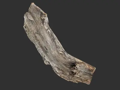 Tree trunk 3d scan 3D model