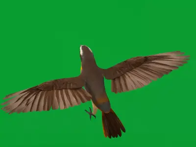 Cape Robin Chat Bird Low-poly 3D model