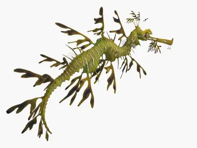 Phycodurus eques seadragon Low-poly 3D model
