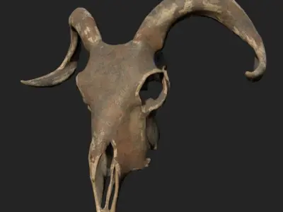 Goat Skull Low-poly 3D model