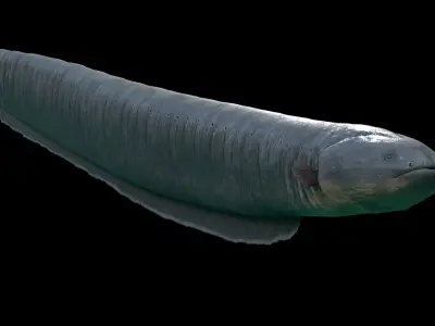 Electrophorus Electricus Static Low-poly 3D model