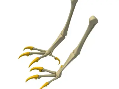 Skeleton of Bald Eagle Claws  3D model
