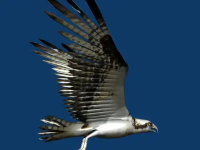eagle osprey 3D model